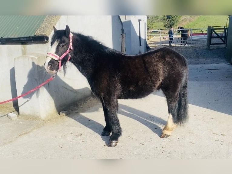 Cob Wallach 6 Jahre 125 cm Rappe in Sligo