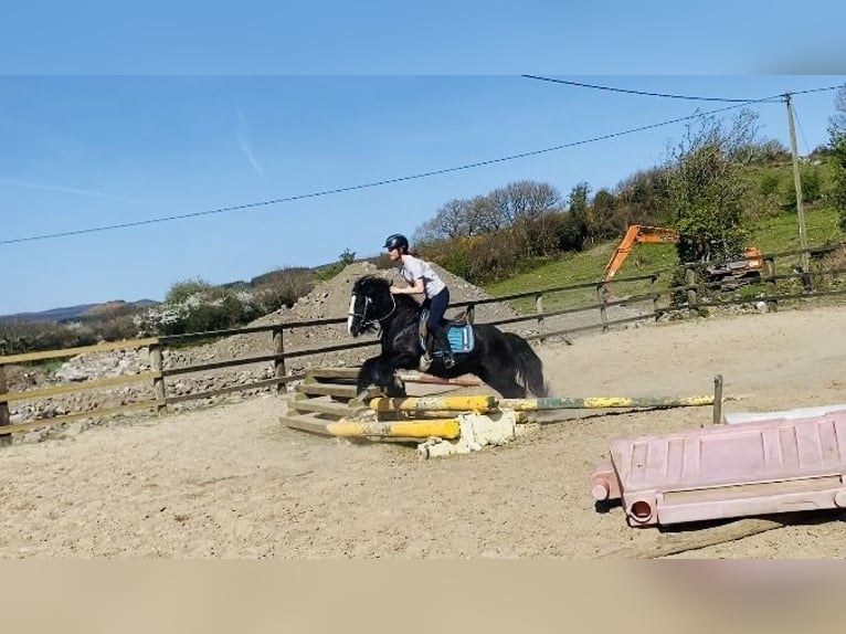 Cob Wallach 6 Jahre 125 cm Rappe in Sligo