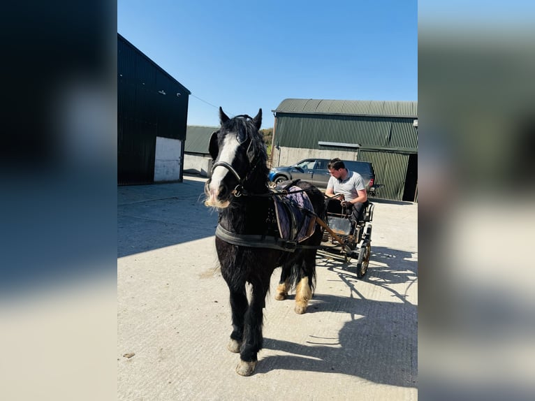 Cob Wallach 6 Jahre 125 cm Rappe in Sligo