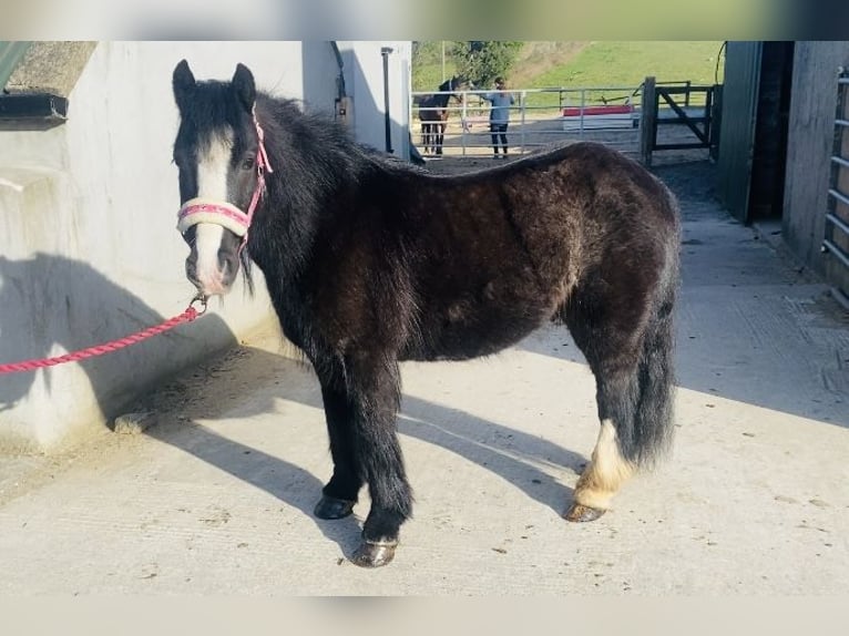 Cob Wallach 6 Jahre 125 cm Rappe in Sligo