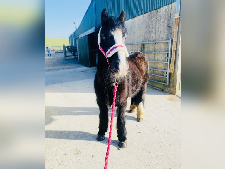 Cob Wallach 6 Jahre 125 cm Rappe in Sligo