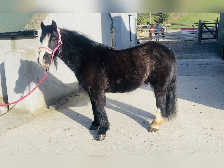 Cob Wallach 6 Jahre 125 cm Rappe in Sligo