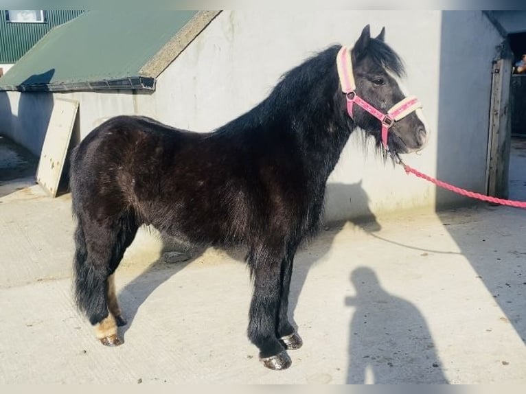 Cob Wallach 6 Jahre 125 cm Rappe in Sligo
