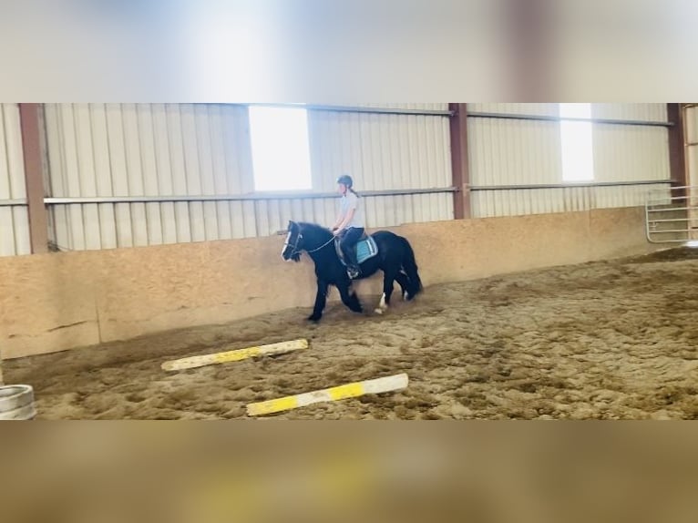 Cob Wallach 6 Jahre 125 cm Rappe in Sligo
