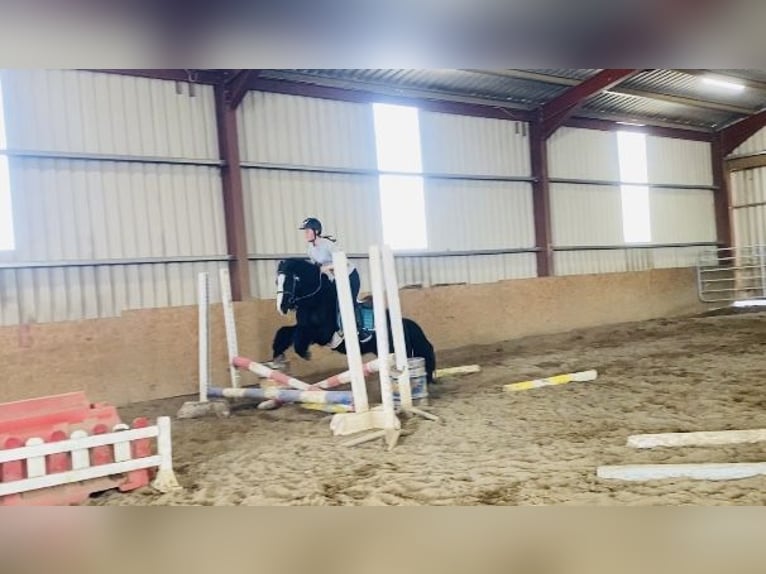 Cob Wallach 6 Jahre 125 cm Rappe in Sligo