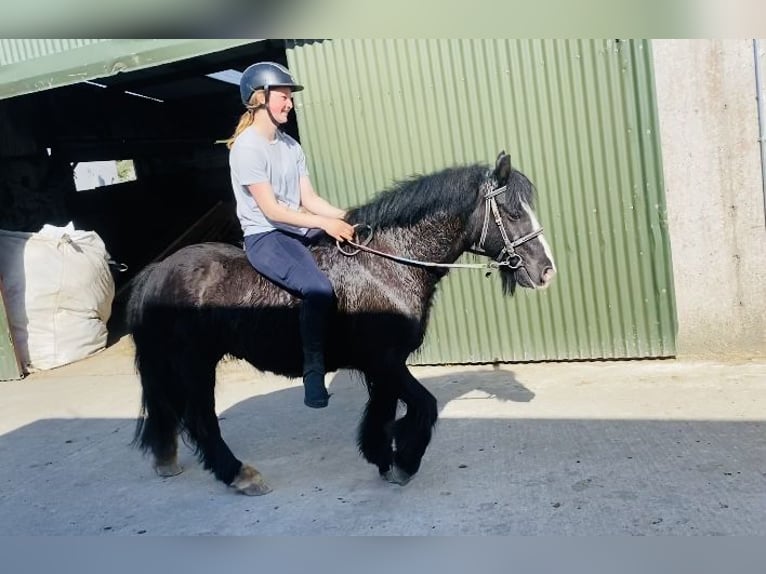 Cob Wallach 6 Jahre 125 cm Rappe in Sligo