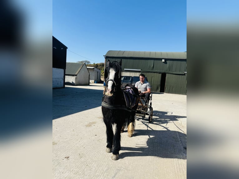 Cob Wallach 6 Jahre 125 cm Rappe in Sligo