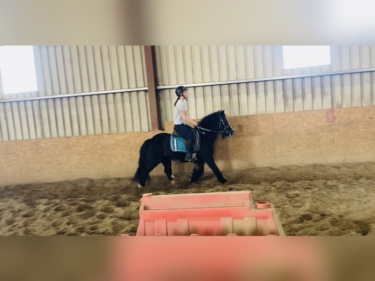 Cob Wallach 6 Jahre 125 cm Rappe in Sligo