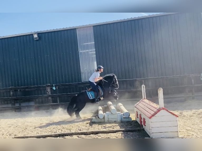 Cob Wallach 6 Jahre 125 cm Rappe in Sligo