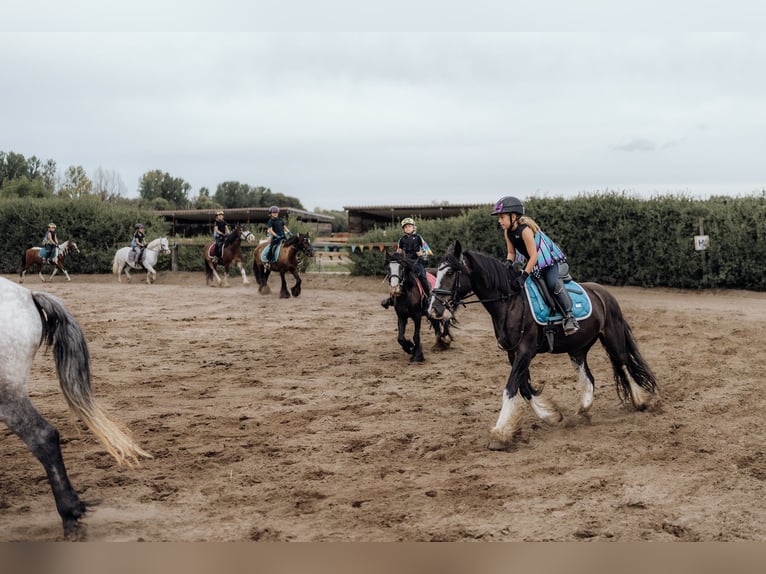 Cob Mix Wallach 6 Jahre 140 cm Rappe in Trebbin
