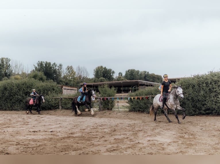 Cob Mix Wallach 6 Jahre 140 cm Rappe in Trebbin