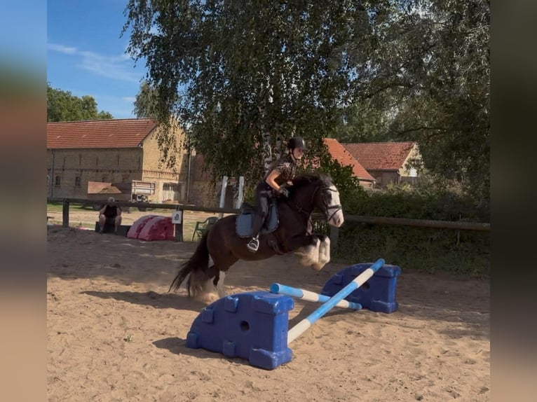 Cob Mix Wallach 6 Jahre 140 cm Rappe in Trebbin
