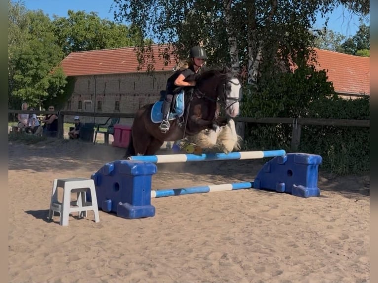 Cob Mix Wallach 6 Jahre 140 cm Rappe in Trebbin
