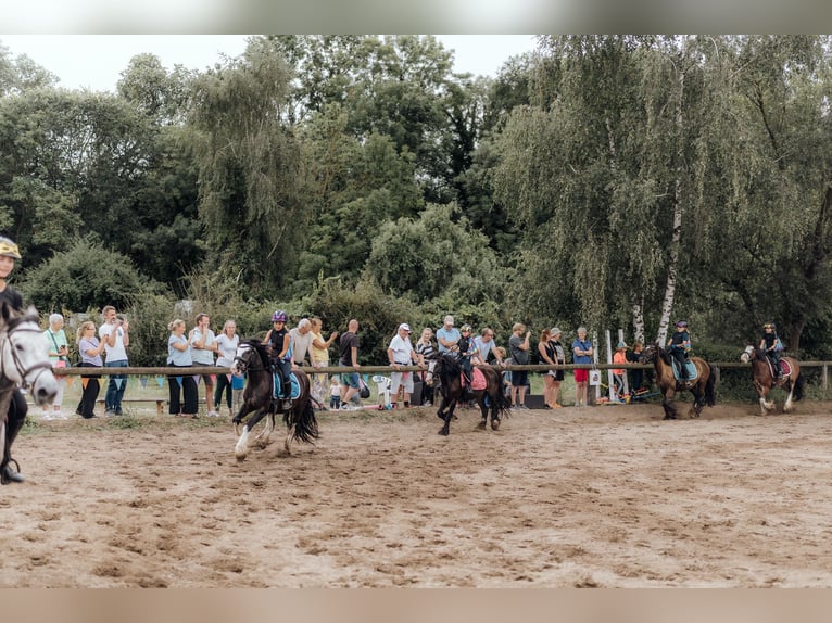 Cob Mix Wallach 6 Jahre 140 cm Rappe in Trebbin