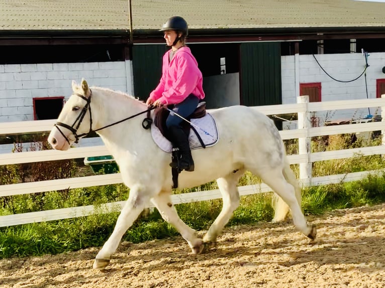 Cob Wallach 6 Jahre 152 cm Schimmel in Mountrath