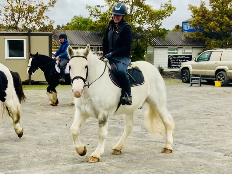 Cob Wallach 6 Jahre 152 cm Schimmel in Mountrath