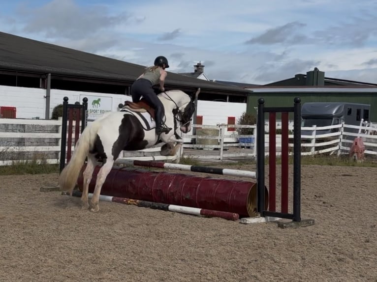 Cob Wallach 6 Jahre 156 cm Schecke in Mountrath, Co. Laois