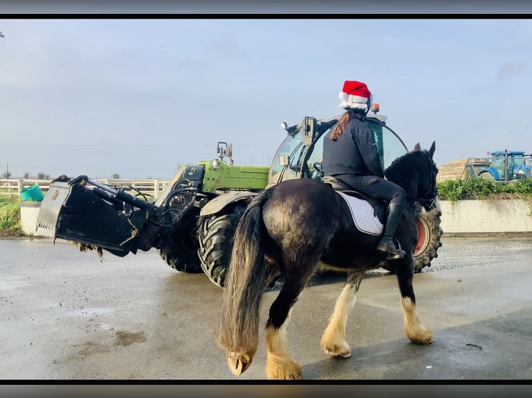 Cob Wallach 6 Jahre 157 cm Falbe in Mountrath