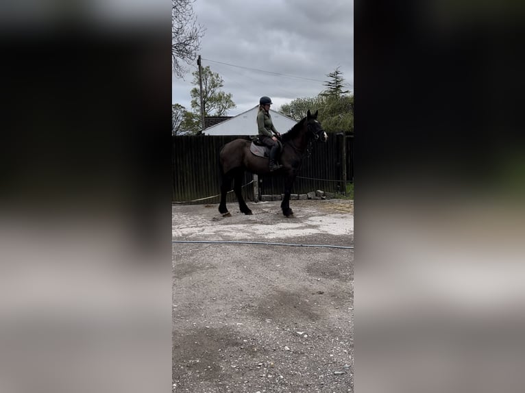 Cob Mix Wallach 6 Jahre 163 cm Rappe in Manchester