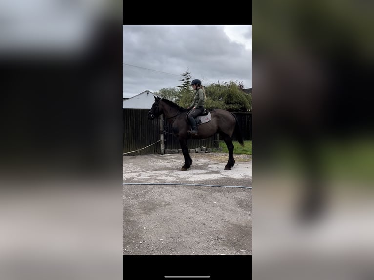 Cob Mix Wallach 6 Jahre 163 cm Rappe in Manchester