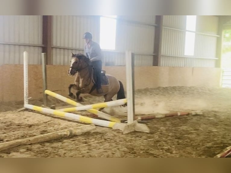 Cob Wallach 7 Jahre 133 cm Falbe in Sligo