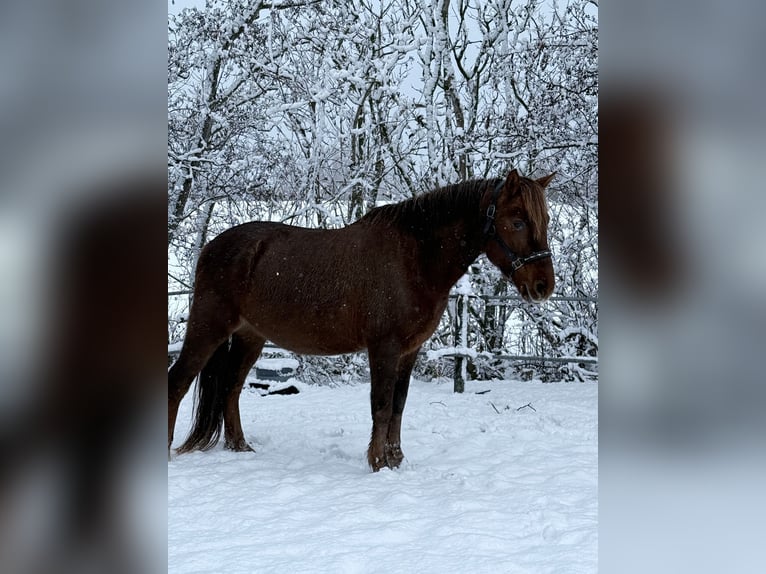 Cob Wallach 7 Jahre 144 cm Fuchs in Kamperland