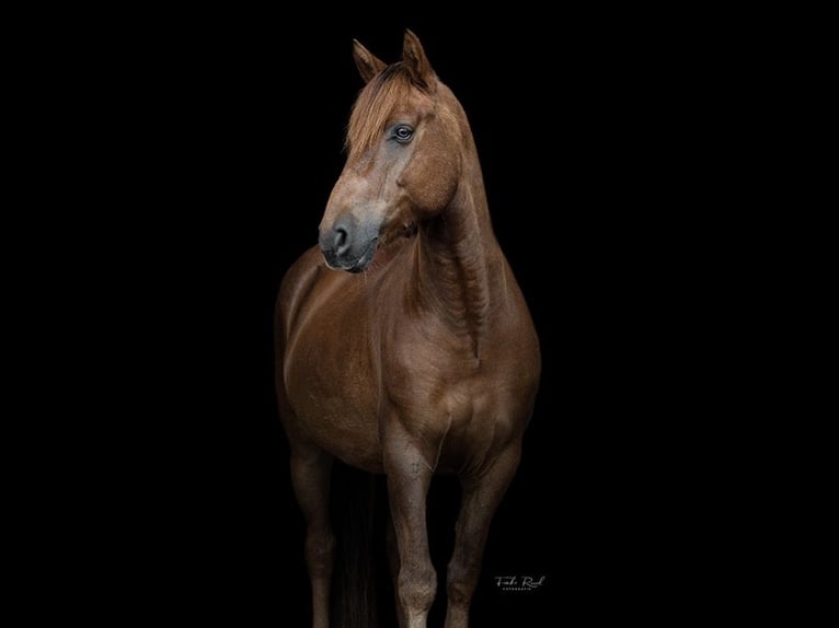 Cob Wallach 7 Jahre 144 cm Fuchs in Kamperland