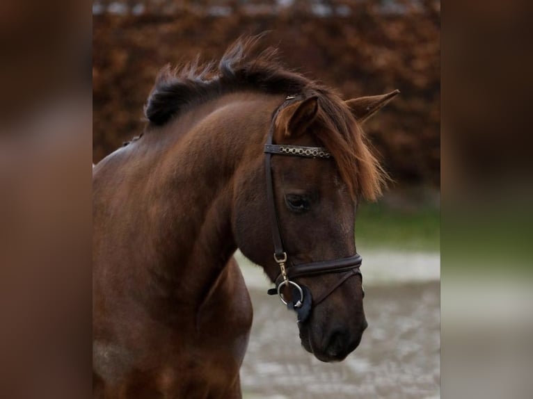Cob Wallach 7 Jahre 144 cm Fuchs in Kamperland