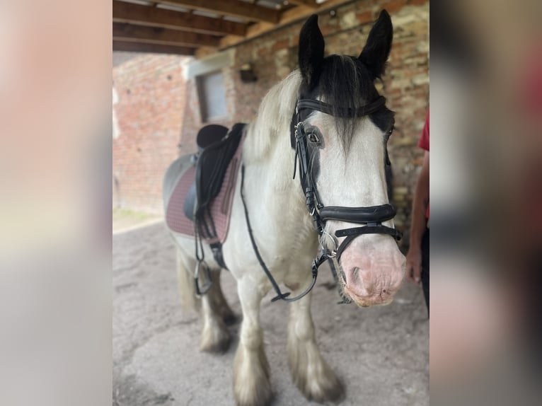 Cob Wallach 7 Jahre 145 cm Tobiano-alle-Farben in Trebbin