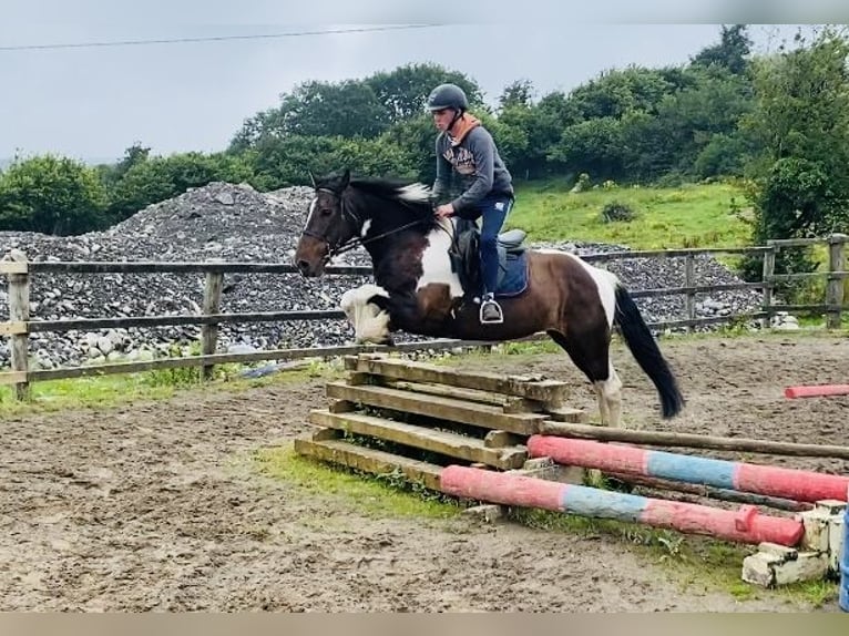 Cob Wallach 7 Jahre 158 cm Schecke in Sligo
