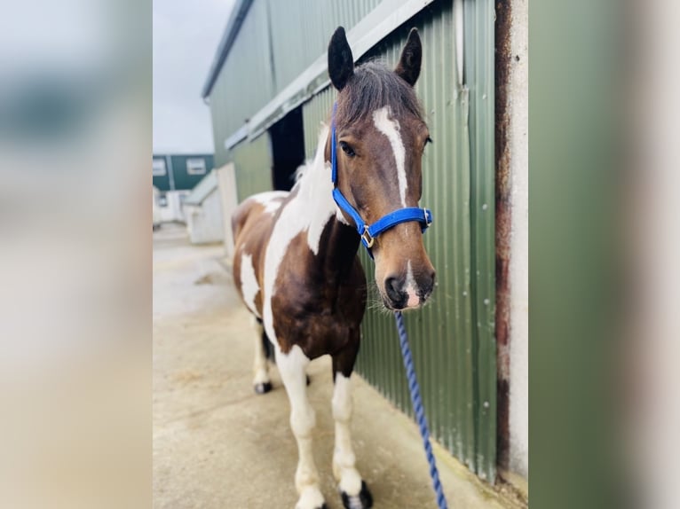 Cob Wallach 7 Jahre 158 cm Schecke in Sligo