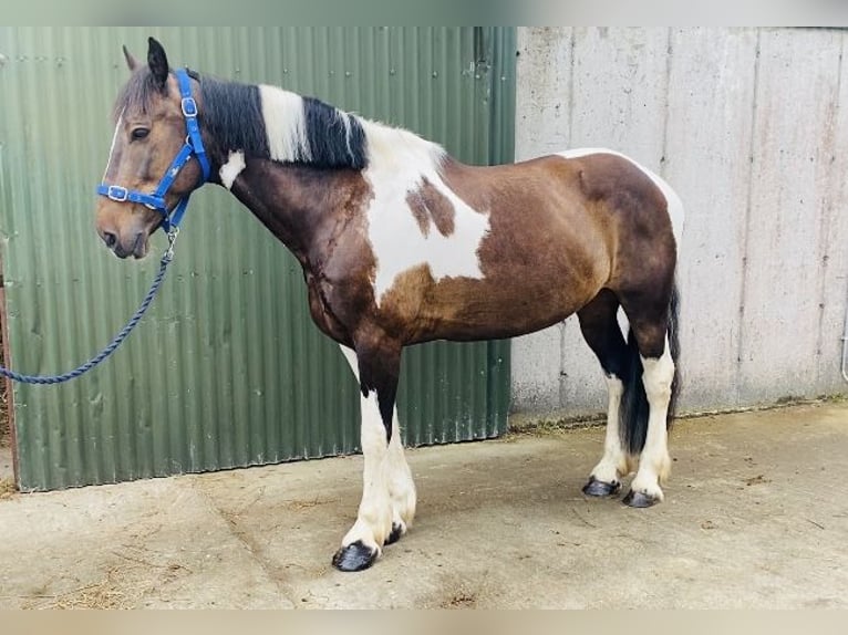 Cob Wallach 7 Jahre 158 cm Schecke in Sligo