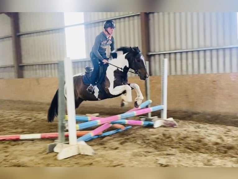 Cob Wallach 7 Jahre 158 cm Schecke in Sligo