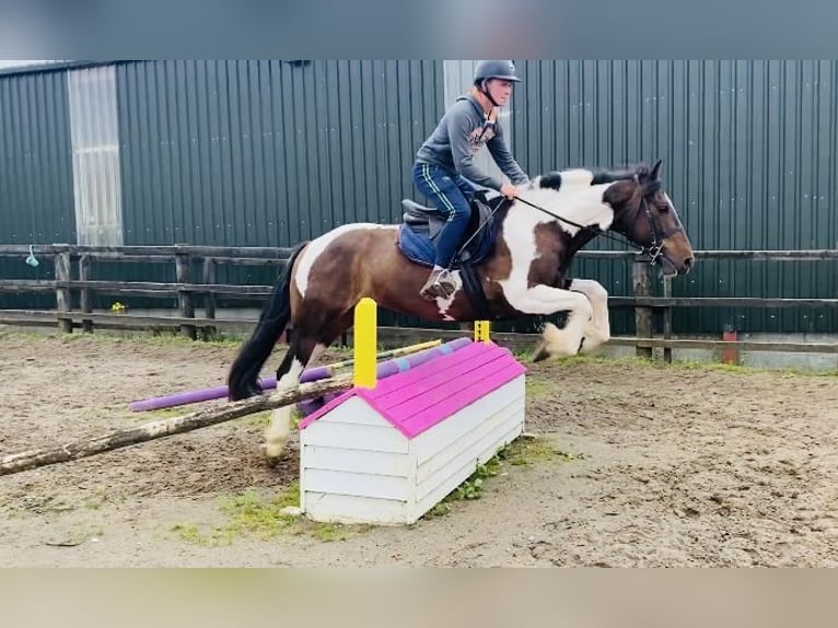 Cob Wallach 7 Jahre 158 cm Schecke in Sligo