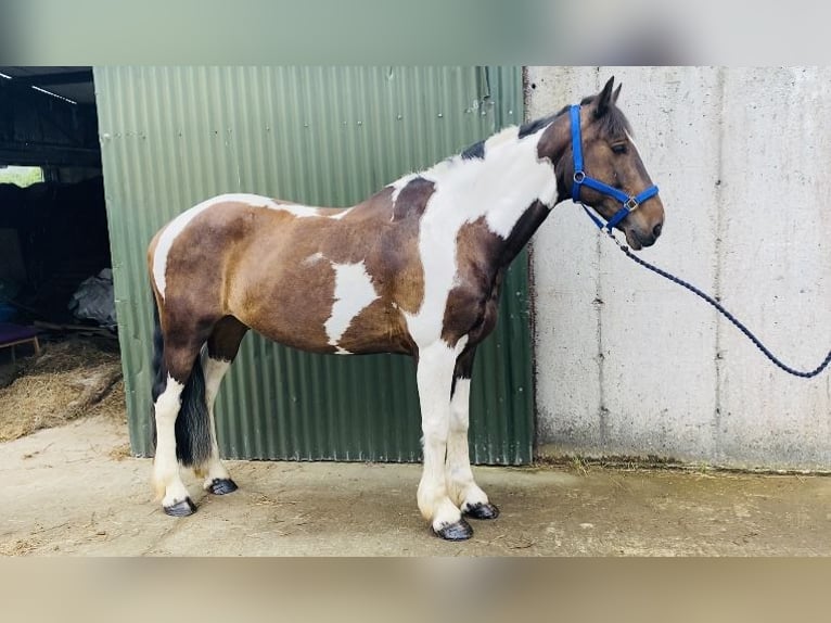 Cob Wallach 7 Jahre 158 cm Schecke in Sligo