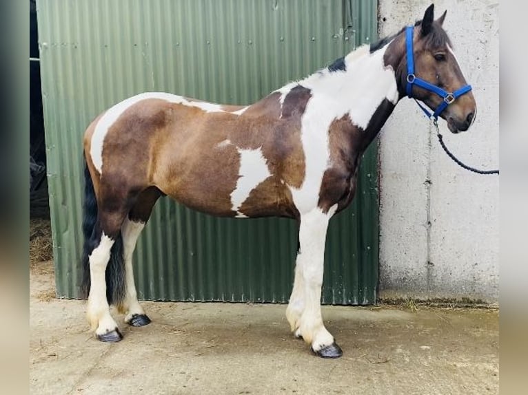 Cob Wallach 7 Jahre 158 cm Schecke in Sligo