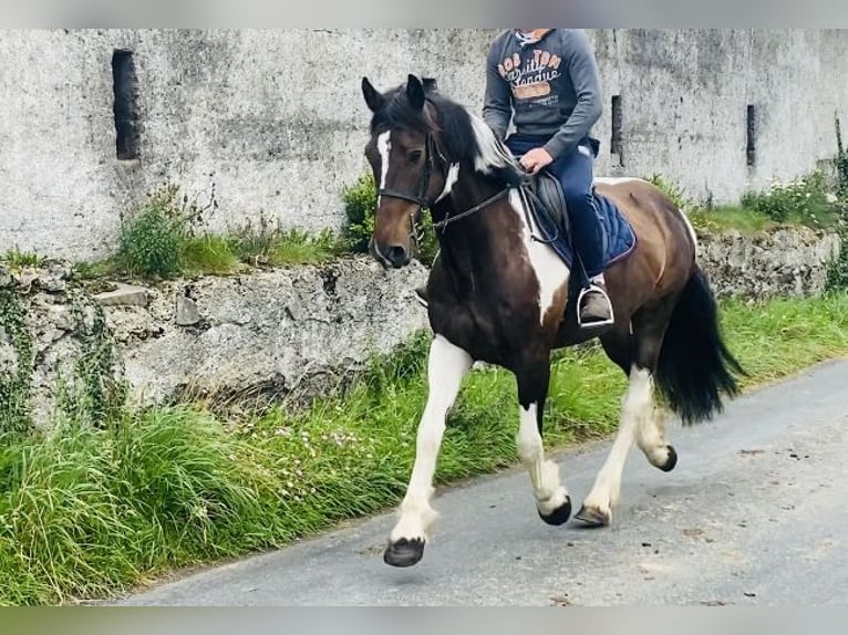Cob Wallach 7 Jahre 158 cm Schecke in Sligo