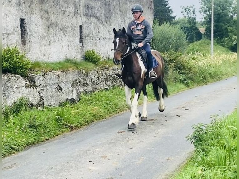 Cob Wallach 7 Jahre 158 cm Schecke in Sligo