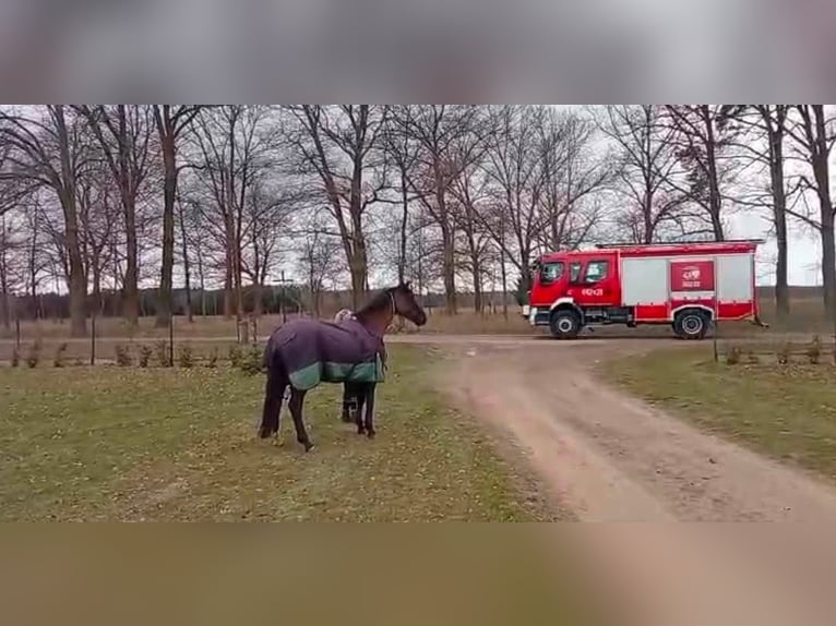 Cob Wallach 7 Jahre 161 cm Rappe in Lezno Gorne