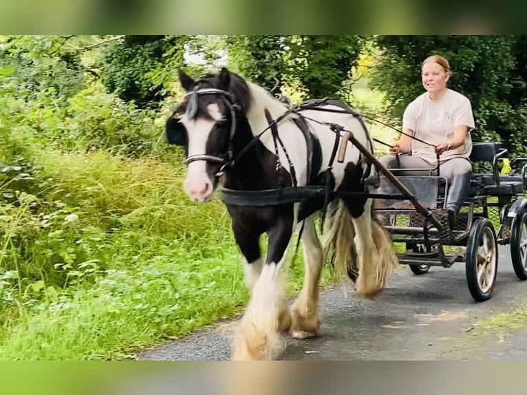 Cob Wallach 8 Jahre 133 cm Schecke in Sligo