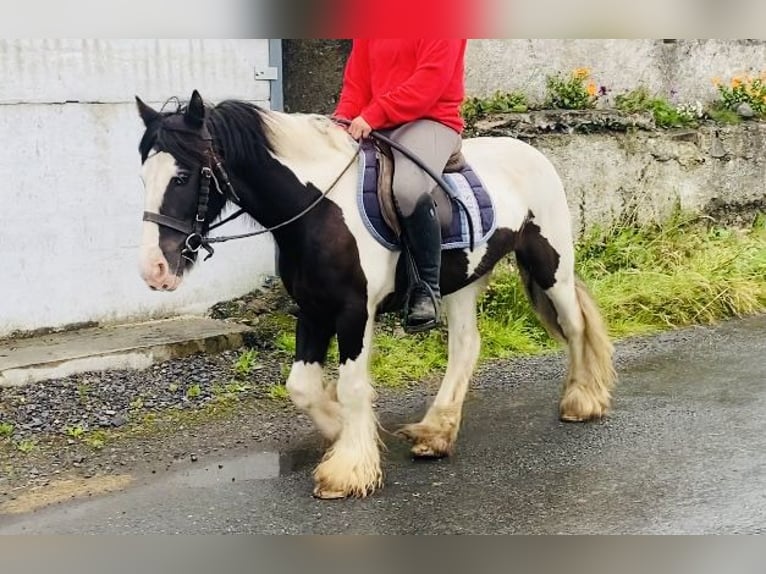 Cob Wallach 8 Jahre 133 cm Schecke in Sligo