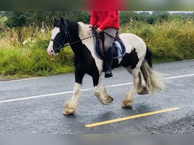 Cob Wallach 8 Jahre 133 cm Schecke in Sligo