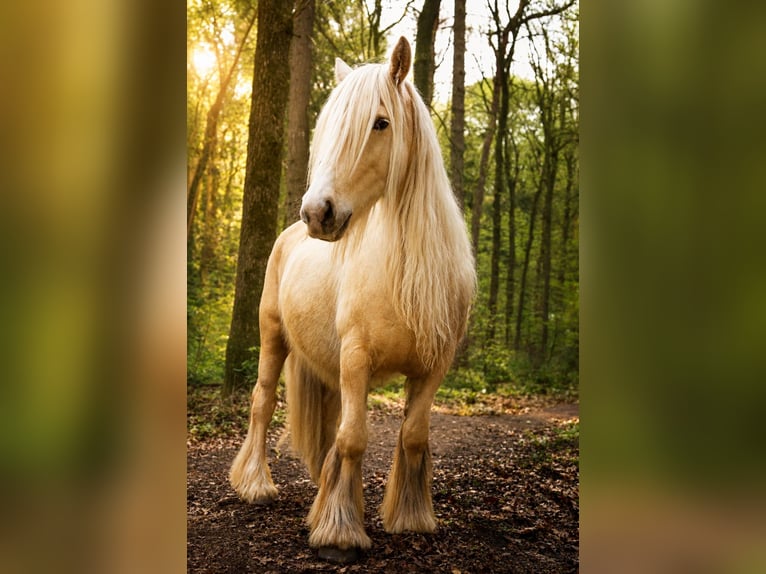 Cob Wallach 8 Jahre 150 cm Palomino in Nindorf