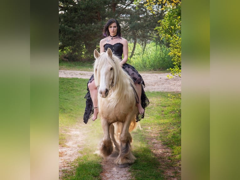 Cob Wallach 8 Jahre 150 cm Palomino in Nindorf