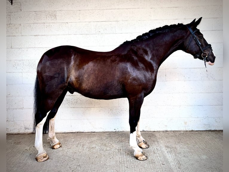 Cob Mix Wallach 8 Jahre 158 cm Rappe in grantham, Lincs