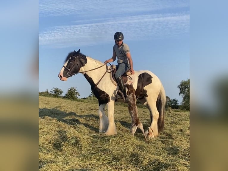 Cob Wallach 8 Jahre 163 cm Rappe in Galway