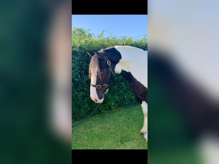 Cob Wallach 8 Jahre 163 cm Rappe in Galway