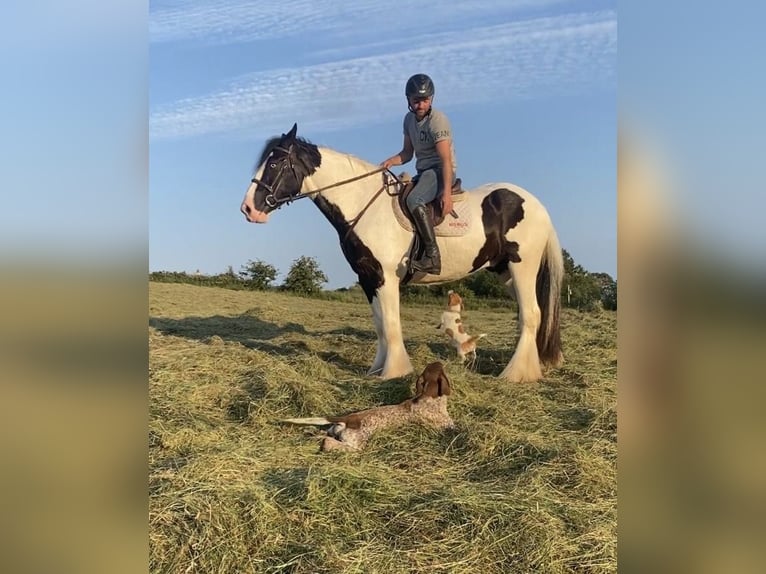 Cob Wallach 8 Jahre 163 cm Rappe in Galway