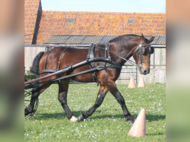 Cob Wallach 8 Jahre Brauner in Soisy-sous-Montmorency