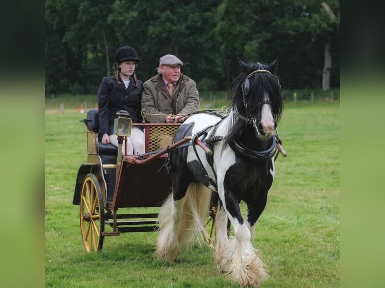Cob Wallach 9 Jahre 138 cm Tobiano-alle-Farben in Newry